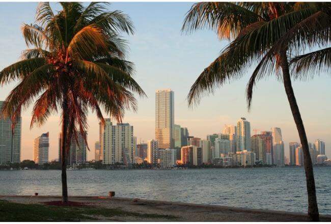 View of palm trees in Miami Beach, FL.